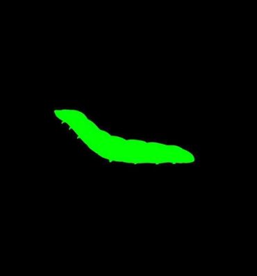 Jeans Dickloving Caterpillar- Original hentai Upskirt